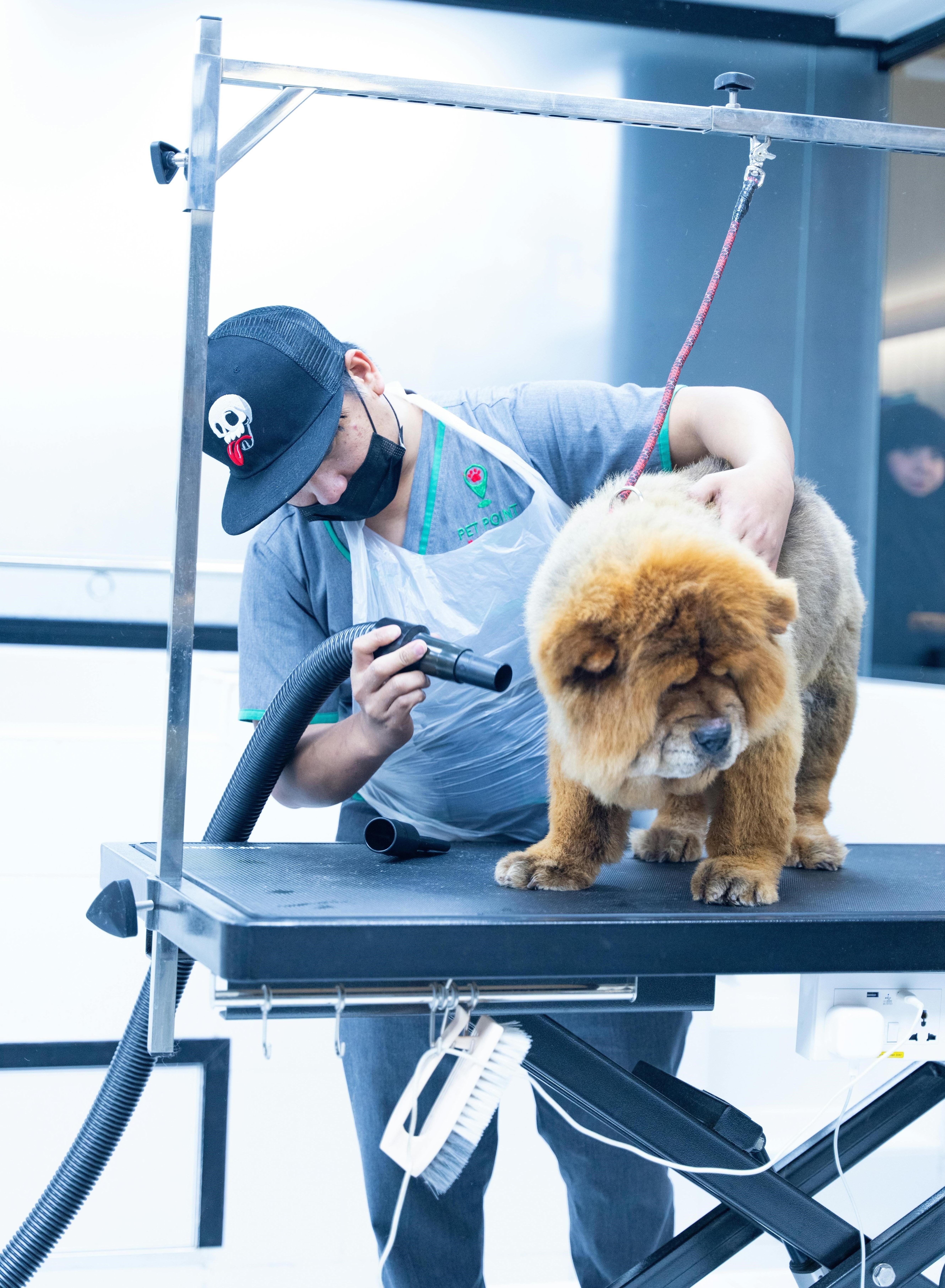 Fur Grooming Insights