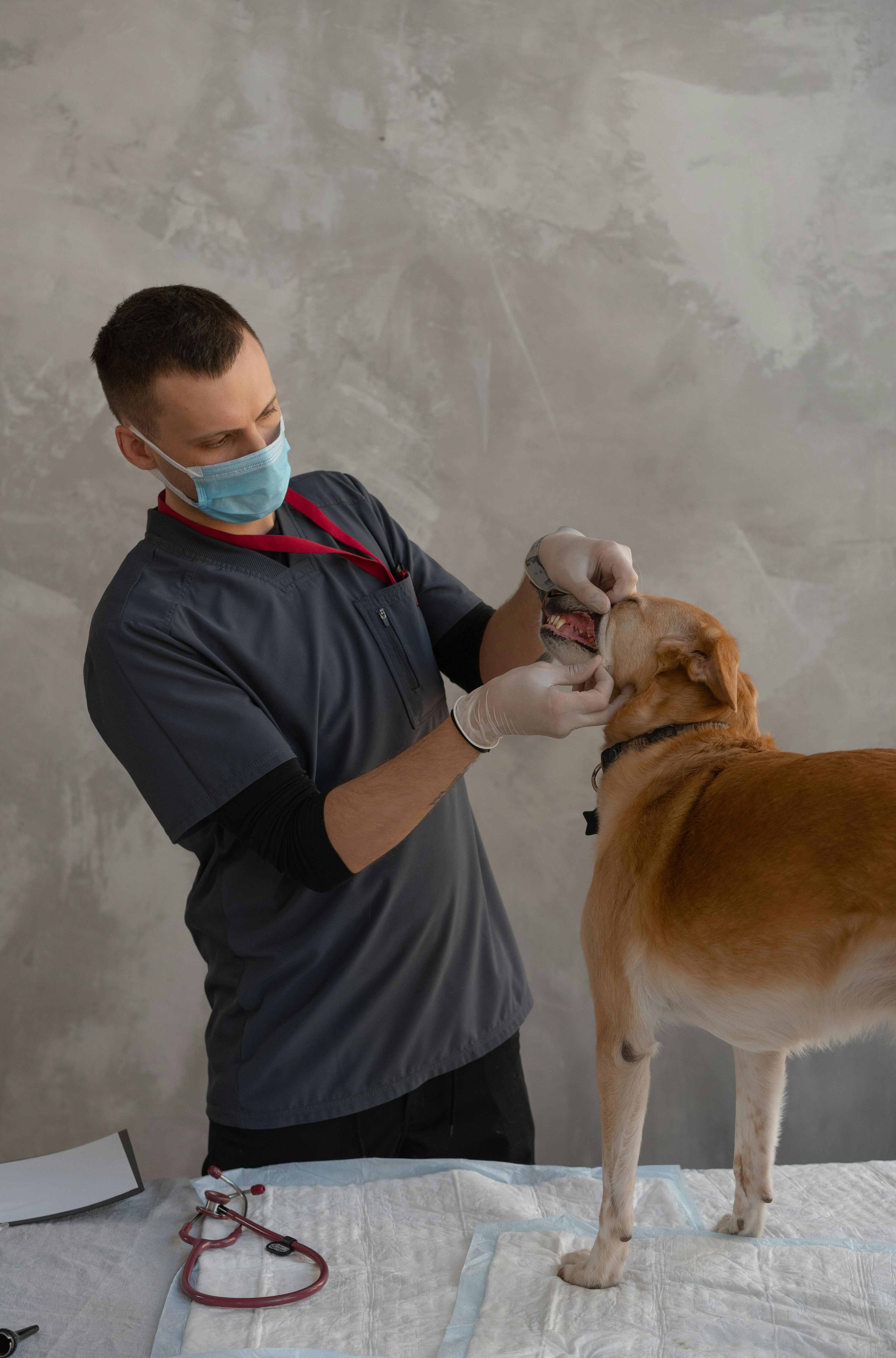 Puppy Health Checkup Benefits