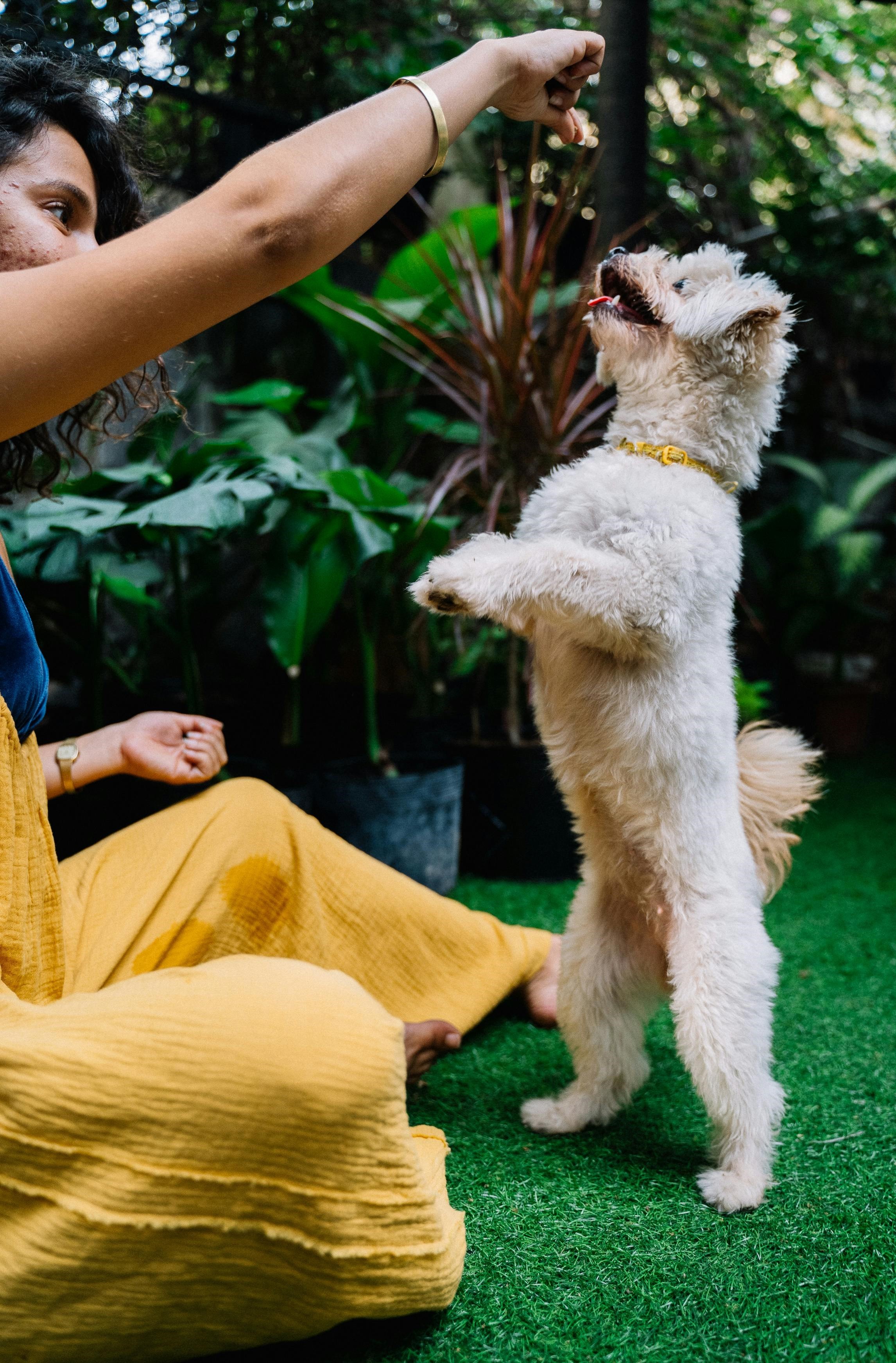 Puppy Behavioural Tips Insights