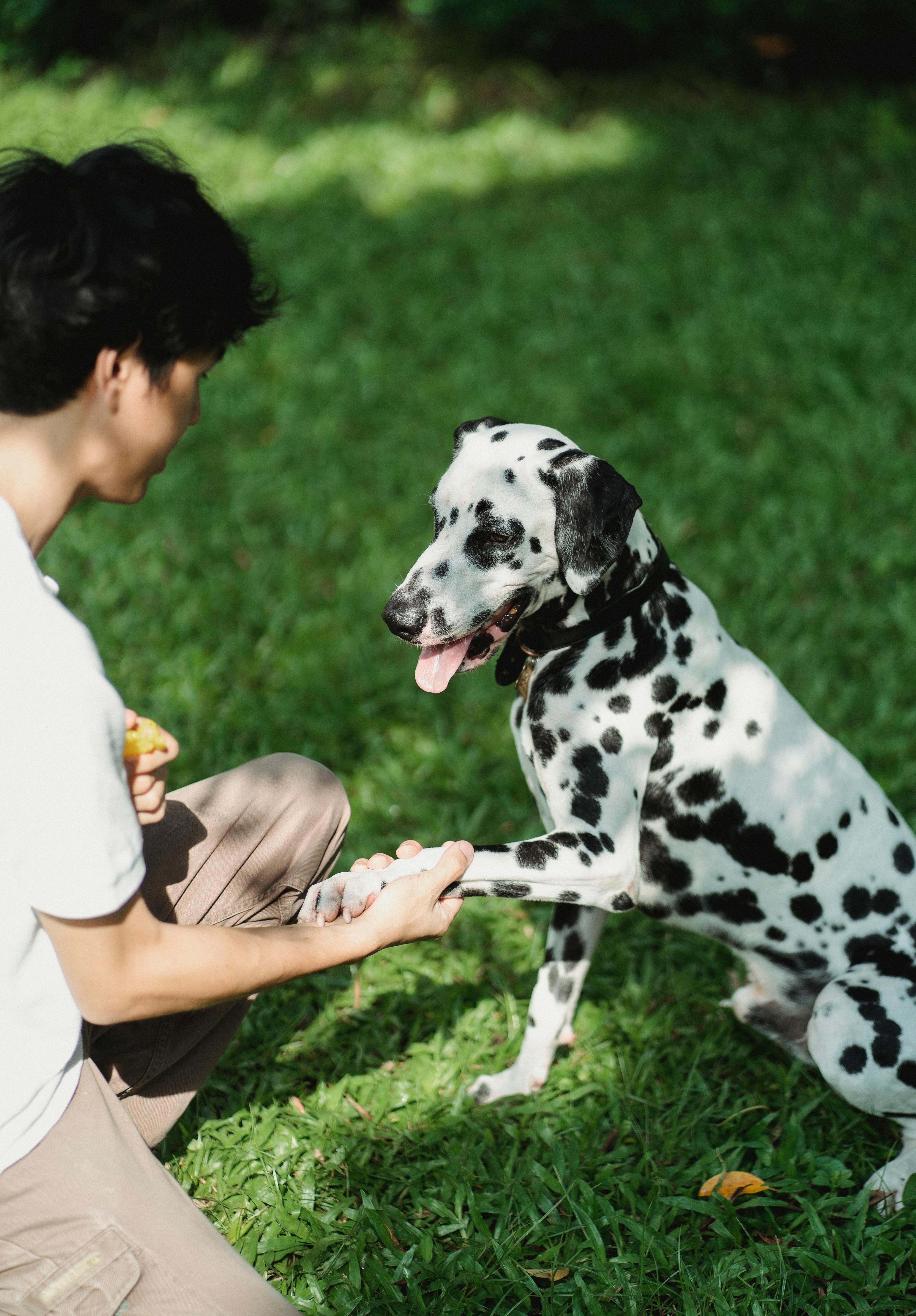 Puppy Behavioural Tips